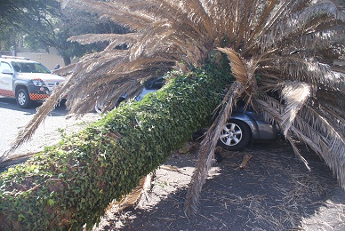 Palm tree falls on Toyota Fortuner 